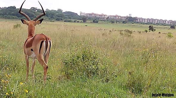 Antelope.-with-Nairobi-city-scape-nearby-2